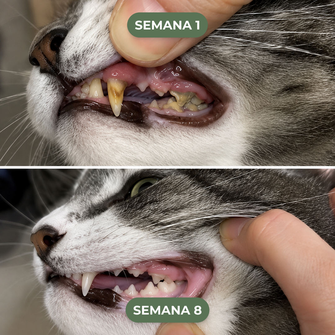 Polvo dental para gatos